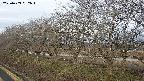 ochiai1-20250403062016.jpg