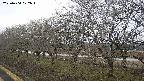 ochiai1-20250404072018.jpg