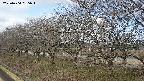 ochiai1-20250404085017.jpg