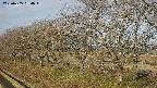 ochiai1-20250405064018.jpg