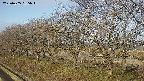 ochiai1-20250405065016.jpg