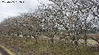 ochiai1-20250405082017.jpg