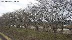 ochiai1-20250405092015.jpg