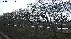 ochiai1-20250405161016.jpg