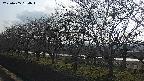 ochiai1-20250405164018.jpg