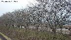 ochiai1-20250406052017.jpg