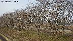 ochiai1-20250406072018.jpg
