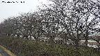ochiai1-20250406171019.jpg