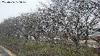 ochiai1-20250406175018.jpg