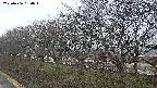 ochiai1-20250406180019.jpg