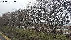 ochiai1-20250407053017.jpg
