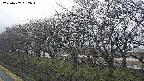 ochiai1-20250407062017.jpg