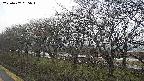 ochiai1-20250407065017.jpg