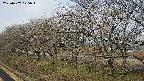 ochiai1-20250407075018.jpg