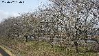 ochiai1-20250407084017.jpg