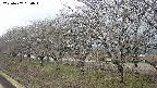 ochiai1-20250407090017.jpg