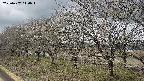 ochiai1-20250407110017.jpg