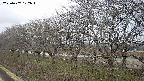 ochiai1-20250407172017.jpg