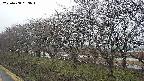 ochiai1-20250408053015.jpg