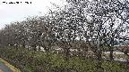 ochiai1-20250408062017.jpg