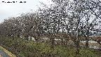 ochiai1-20250408064015.jpg