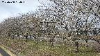 ochiai1-20250408084016.jpg