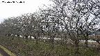 ochiai1-20250408120015.jpg