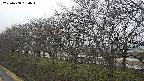 ochiai1-20250408164015.jpg