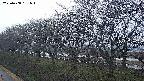 ochiai1-20250408181017.jpg