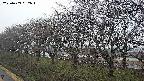 ochiai1-20250409052017.jpg