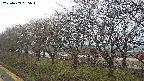 ochiai1-20250409055017.jpg