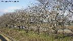 ochiai1-20250409074016.jpg