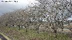 ochiai1-20250409082017.jpg