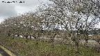 ochiai1-20250409084018.jpg