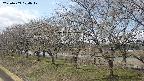 ochiai1-20250409104018.jpg