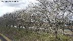 ochiai1-20250409110018.jpg
