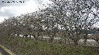 ochiai1-20250409122017.jpg
