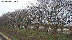 ochiai1-20250410052017.jpg