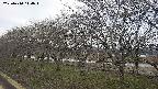 ochiai1-20250410114016.jpg