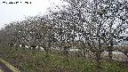 ochiai1-20250412052016.jpg