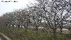 ochiai1-20250412054017.jpg