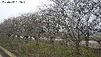 ochiai1-20250412062017.jpg
