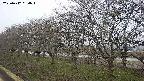 ochiai1-20250412064017.jpg