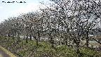 ochiai1-20250412120018.jpg
