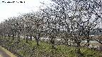 ochiai1-20250412123017.jpg