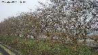 ochiai1-20250413051016.jpg