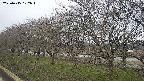 ochiai1-20250415102016.jpg