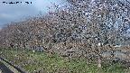 ochiai1-20250417062017.jpg