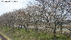 ochiai1-20250417102016.jpg