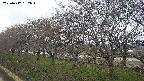 ochiai1-20250417132017.jpg